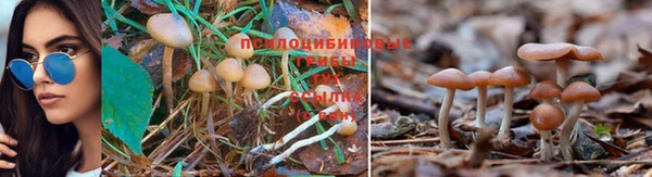 apvp Баксан